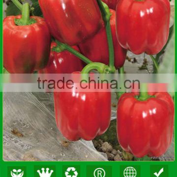 ASP211 Tixu good quality red color sweet pepper seeds f1 hybrid