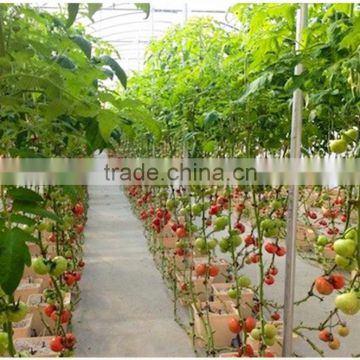 vegetable-growing greenhouse
