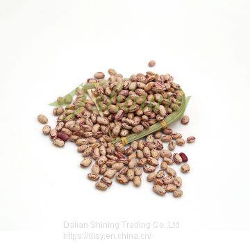 Wholesale price sugar types yemen light kidney canary beans