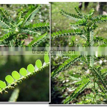 Phyllanthus Amarus Extract Powder 25:1 Water Soluble