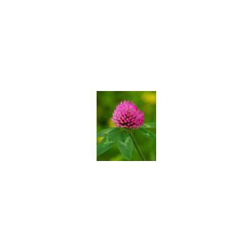 Red Clover extract