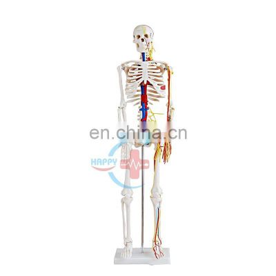 HC-S205 Advanced human half-size 85cm skeleton model with blood vessel & heart /Human bones with heart and blood vessel model