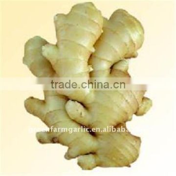 Half-dried Fat Yellow Ginger