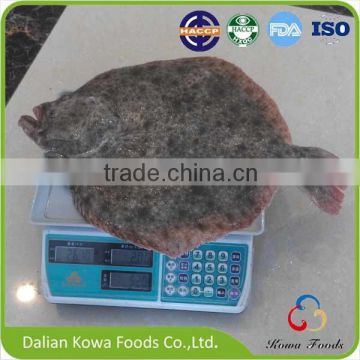 Turbot Suppliers and Packer from China Mainland Kowa Live Turbot