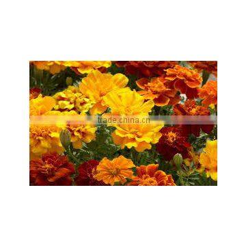 Tagetes patula safari series Marigold French Safari Series