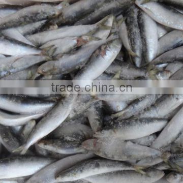 frozen stuff of sardine