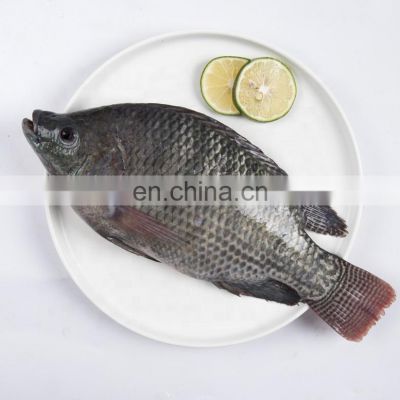 Top quality Frozen Tilapia Niloticus Frozen Fish Seafood Black Tilapia