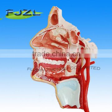Anatomical Parts of human head,Plastic Human Head Model