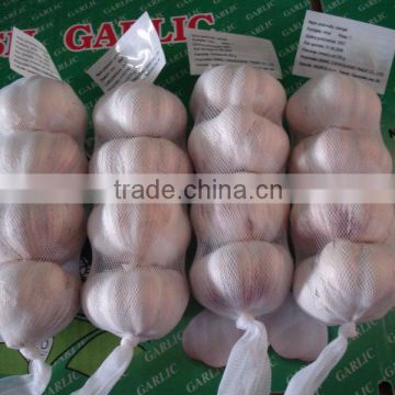 2012 crop fresh garlic