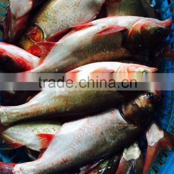 Frozen Asian carp 500-1000g