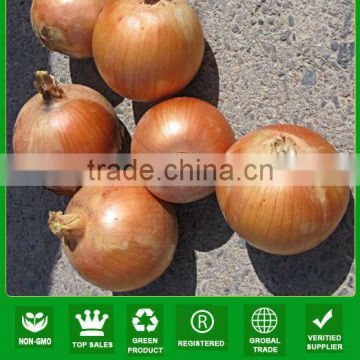 AON013 Huasheng good quality f1 hybrid yellow onion vegetable f1 seed