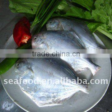 Golden pompano 300-400g Frozen golden pomfret 300-500g