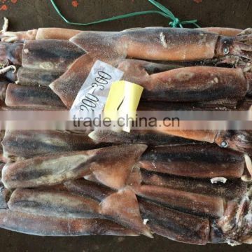 Argentina squid / frozen squid / frozen Illex Squid
