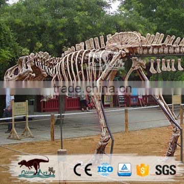 Artificial dinosaur skeleton peplicas museum indoor show for kids