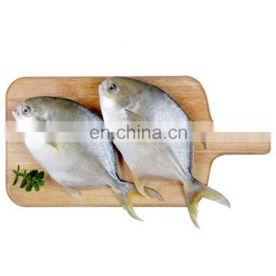 IQF golden pompano frozen golden pompfret frozen golden pompano fish trachinotus ovatus