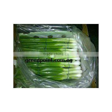 Spring Onion