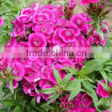 Sweet William flowers, Supply Latest Dianthus barbatus flower seeds for planting