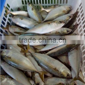 new season price mackerel of indian