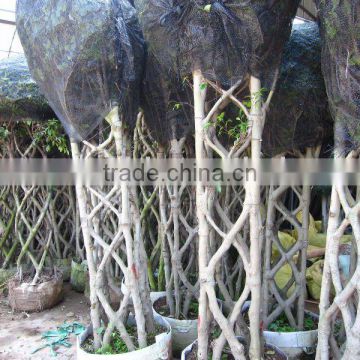 Ficus squra shape export quality
