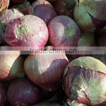 Bulk Onion supplies for exports from Pakistan