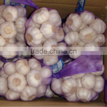 pure white garlic 500g/bag size 5.5