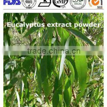 10 : 1 Eucalyptus extract powder