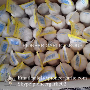 2017 Crop Snow Pure White Garlic 5.5cm In Mesh Bag