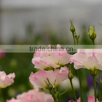Fashionable unique eustoma pink fresh flower
