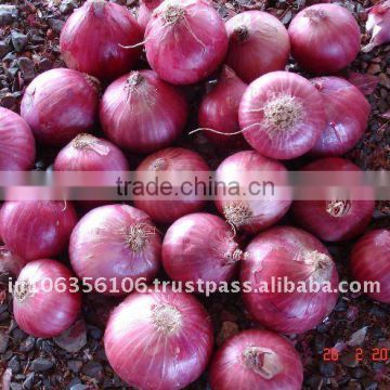 Suppliers of Fresh Red Onion