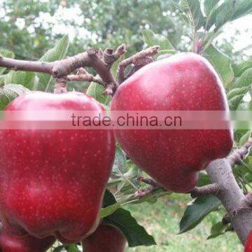 2015 New crop New season Huaniu apple Fresh apple China Gansu Tianshui Huaniu apple