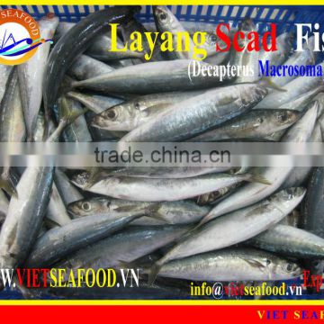 FROZEN LAYANG SCAD WHOLE ROUND