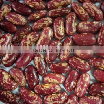 2011 New Crop Purple Speckled Kidney Beans