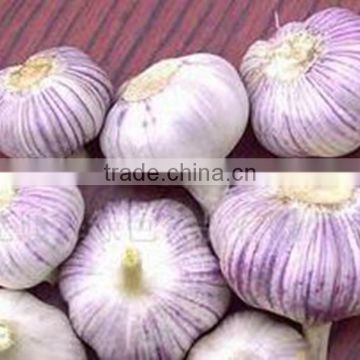 China Garlic Supplier