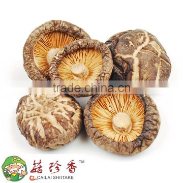 Free shipping best prices for premium dried flower shiitake mushroom spawn cultivator