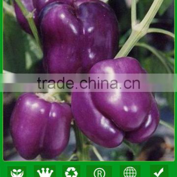 ASP091 Maojin purple skin f1 hybrid sweet pepper seeds from guangzhou