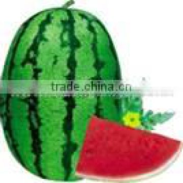 8th Emperor planting watermelon hybrid seed