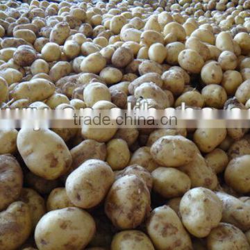2016 New Season Fresh Potato With Competitive Price