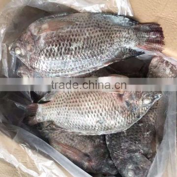 2016 Best Quality Seafood Product Frozen Black Tilapia Fish