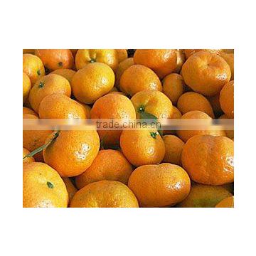 baby nanfeng mandarin orange