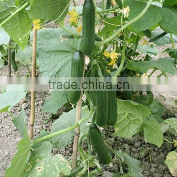 HCU10 Guanzhu 12cm in length,parthenocarpy f1 hybrid cucumber seeds with high yield for greenhouse