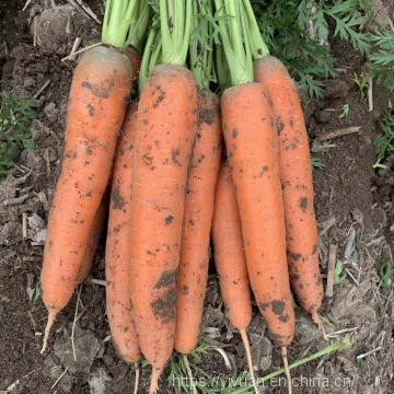 High yield 7 inches long red f1 hybrid Vegetable carrot seeds price no.84