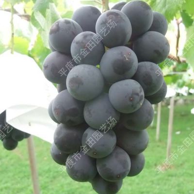 Jubao is very early Grape seedling grape vines
