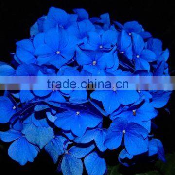 Quality OEM economic decoration hydrangea