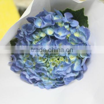 Diversified in packaging hotsell factory direct sales flower hydrangea