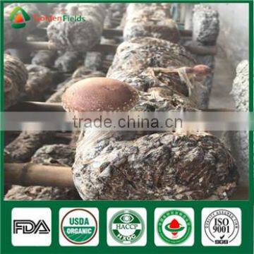 Professional China Supplier EX factory Price Anti-cancer Organic Shiitake Mushroom