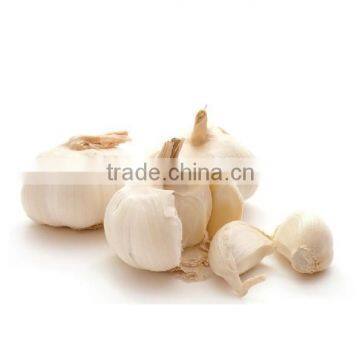 4.5cm pure white garlic China export garlic 10kg carton packing