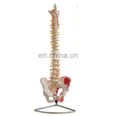 HOT Selling Life-Size Normal Plastic Spine Model with Pelvis and Femur Heads