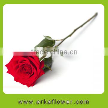 Calora rose flowers export