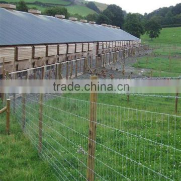 Hot selling Agricultural Welded Wire Mesh