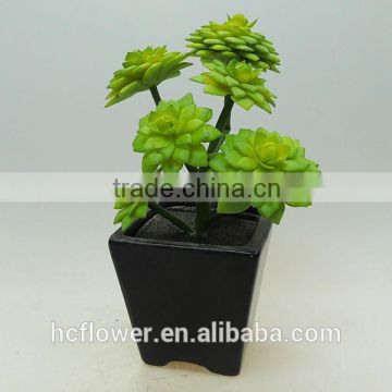 High quality pot greenery for living room decoration